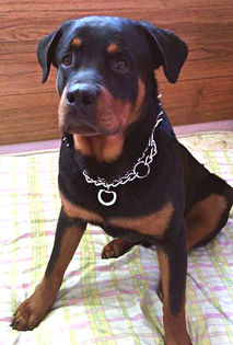 6 luni - ROTTWEILER mascul pt monta