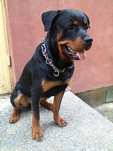 1 an - ROTTWEILER mascul pt monta