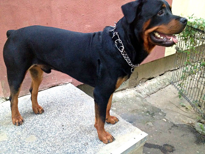 1 an - ROTTWEILER mascul pt monta