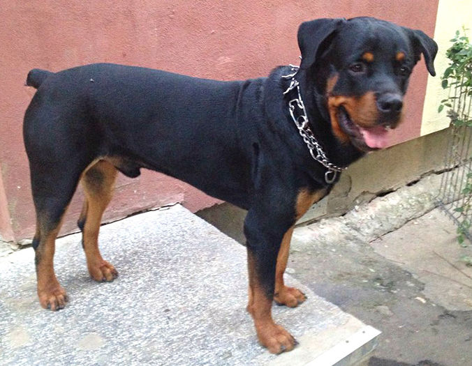 1 an - ROTTWEILER mascul pt monta