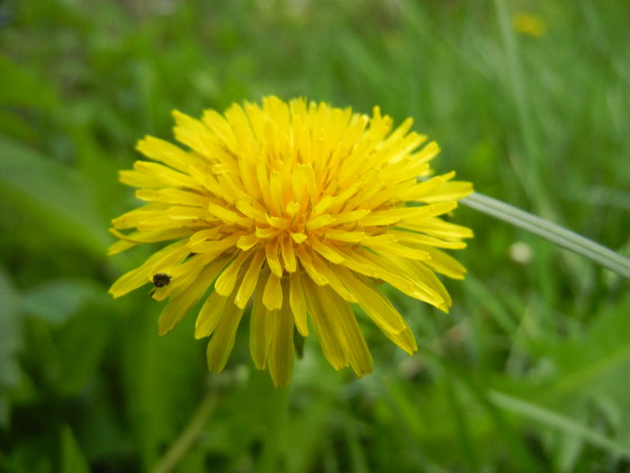 Dandelion (2014, April 13) - Taraxacum officinale_Dandelion