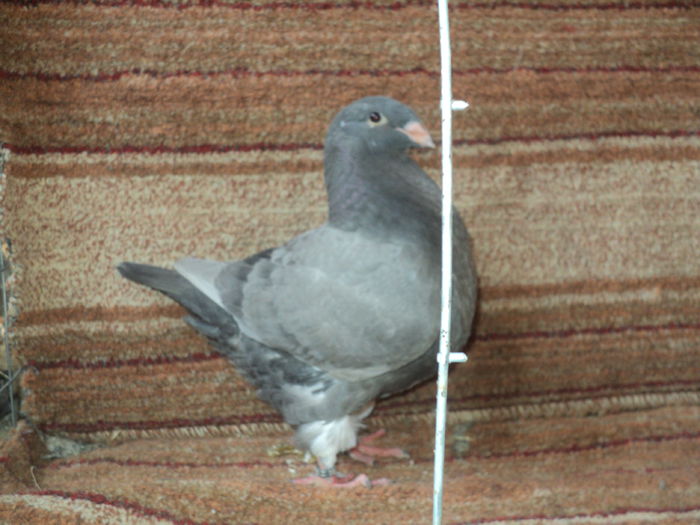 ro 2014-1070-vanduta