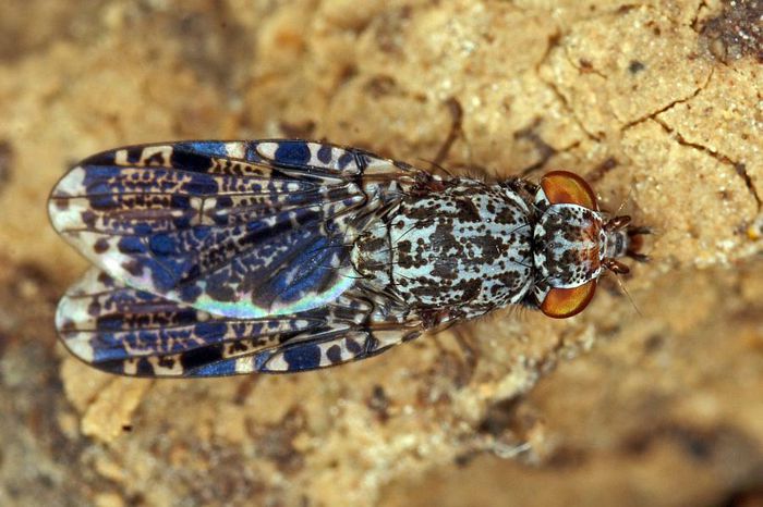 Callopistromyia_annulipes