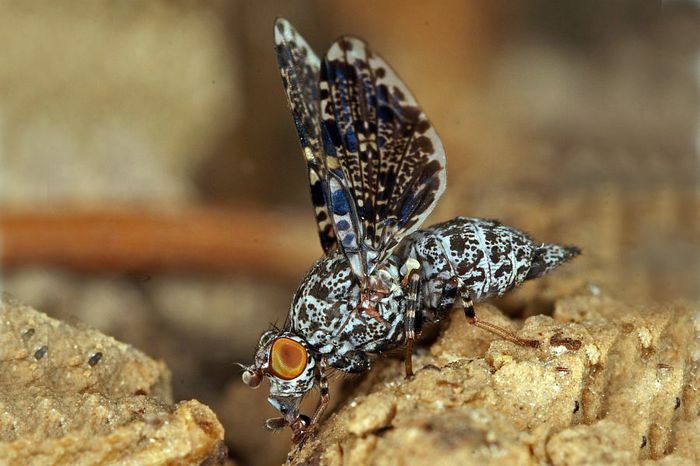 Callopistromyia_annulipes