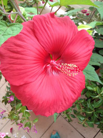 image - hibiscus moscheutos-nu mai am