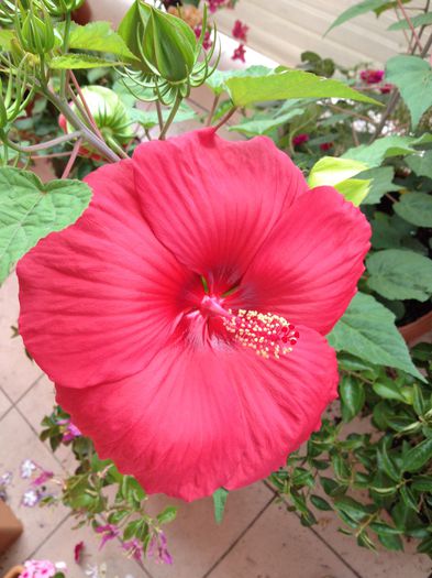 image - hibiscus moscheutos-nu mai am