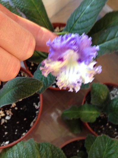 image - streptocarpus