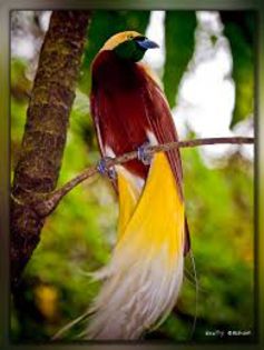 pasarea paradisului; There are more than three dozen species in the family Paradisaeidae, more commonly known as the birds of paradise. Most are distinguished by striking colors and bright plumage of yellow, blue, scarlet
