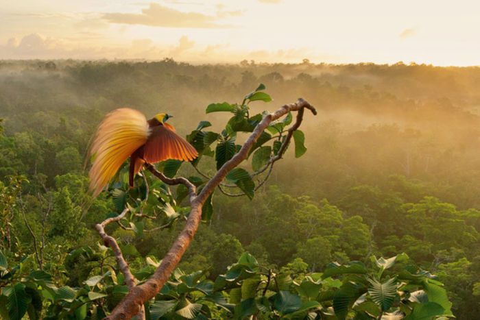greater-bird-of-paradise film; http://763762256.keywordblocks.com/Bird_of_Paradise_Movie.cfm?&vsid=520648758874885&dytm=1409063276176&hvsid=00001409063275389011096887483219&upk=1409063275.7935&sttm=1409063275389&=&kp=1&kbc=83145&kt
