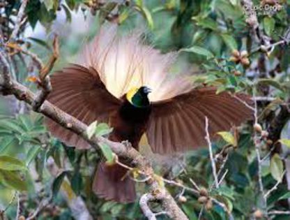 Youda Legend  Bird of Paradise- murano; http://www.ebay.com/sch/i.html?_sop=10&_nkw=murano bird of paradise&_frs=1
