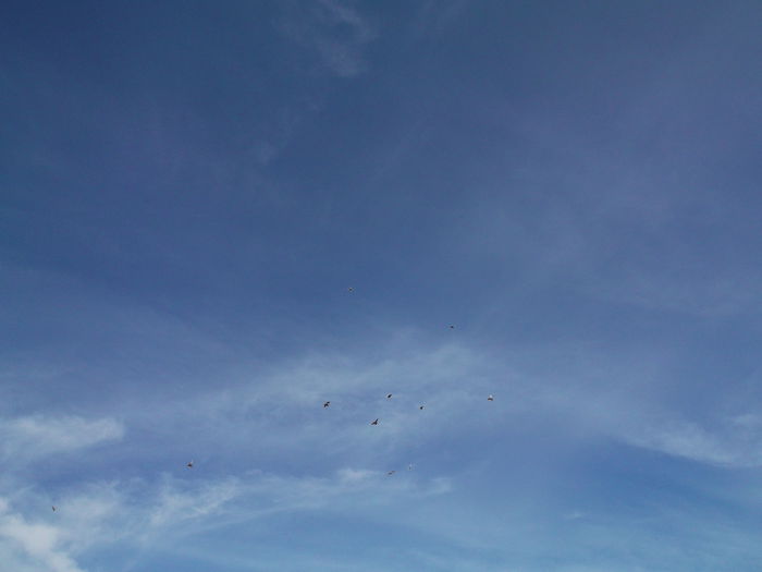 Picture 3824 - PORUMBEI GAT-GOLAS