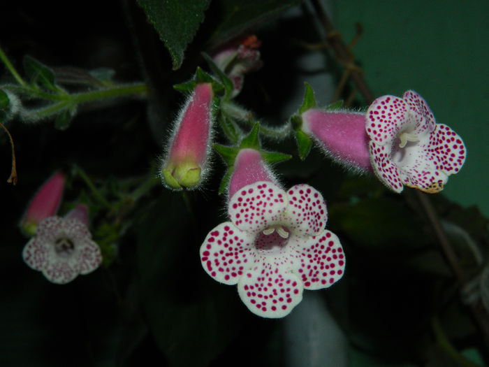 DSCN7526 - AUGUST_2_2014