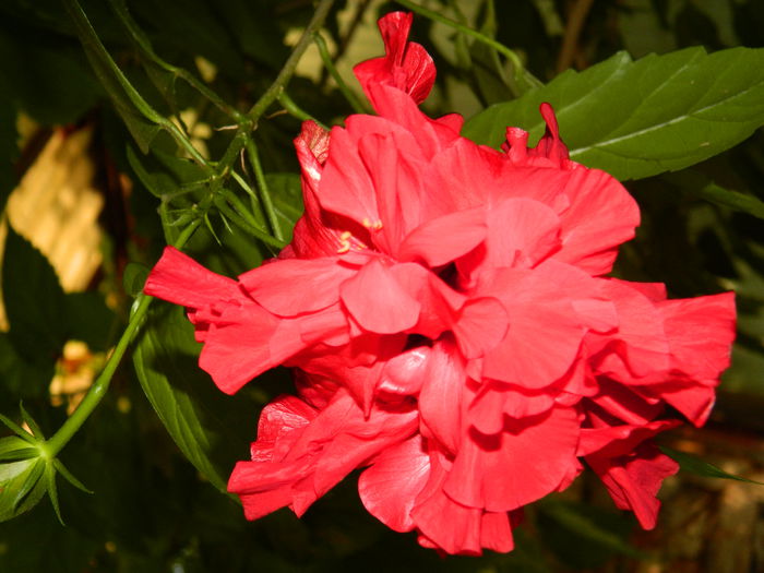 DSCN7546 - AUGUST_2_2014