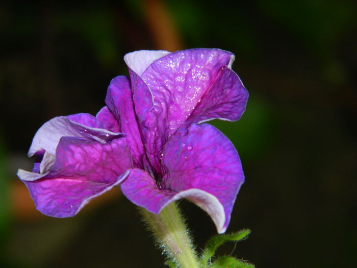 DSCN7564 - AUGUST_2_2014