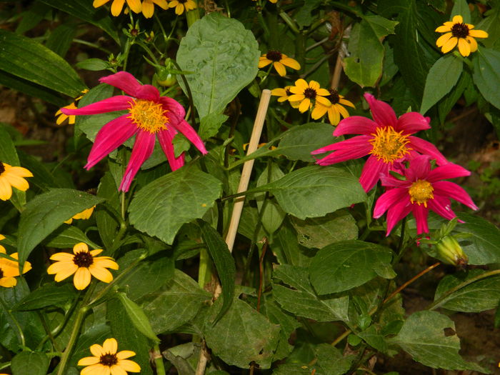 DSCN7573 - AUGUST_2_2014