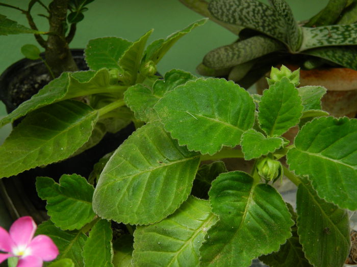 DSCN7576 - AUGUST_2_2014