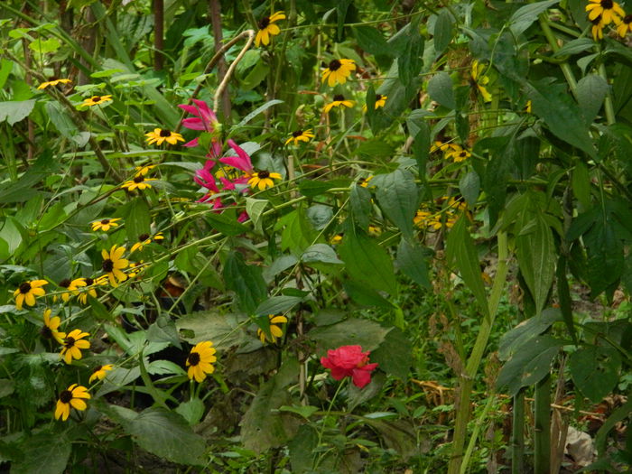 DSCN7578 - AUGUST_2_2014