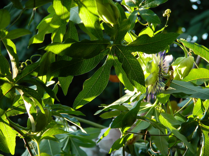 DSCN7579 - AUGUST_2_2014