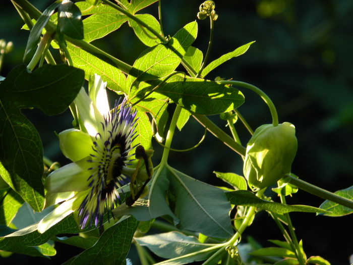 DSCN7580 - AUGUST_2_2014