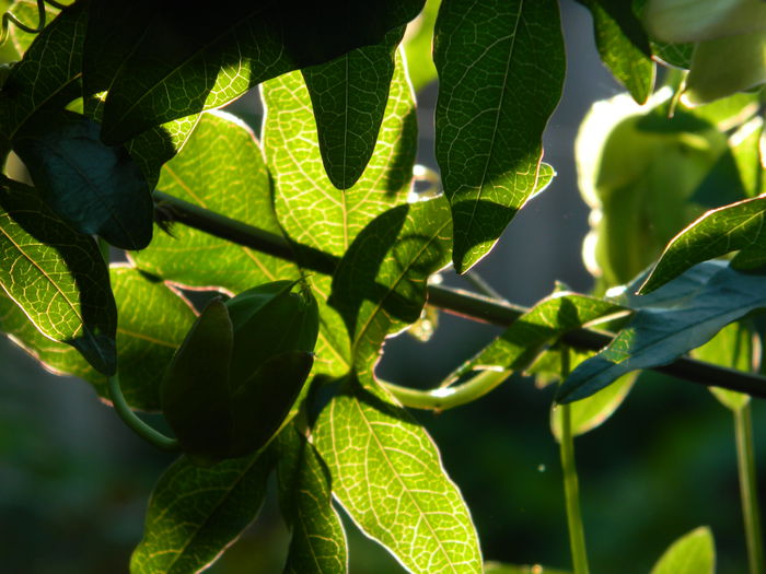 DSCN7581 - AUGUST_2_2014