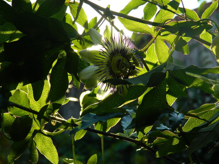 DSCN7582 - AUGUST_2_2014