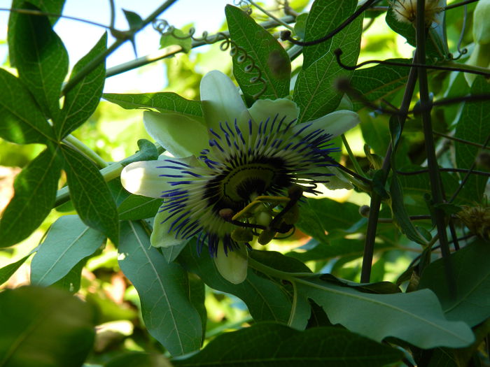 DSCN7583 - AUGUST_2_2014