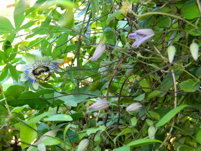 DSCN7585 - AUGUST_2_2014