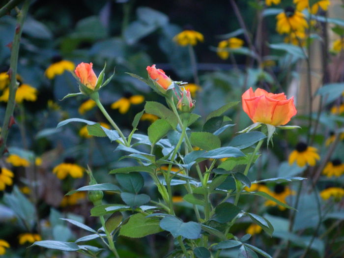 DSCN7587 - AUGUST_2_2014