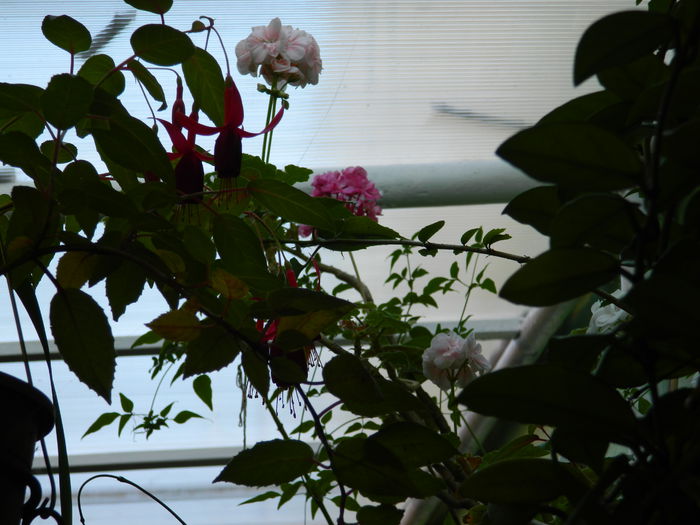 DSCN7591 - AUGUST_2_2014