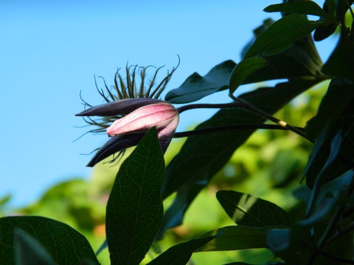 DSCN7599 - AUGUST_2_2014