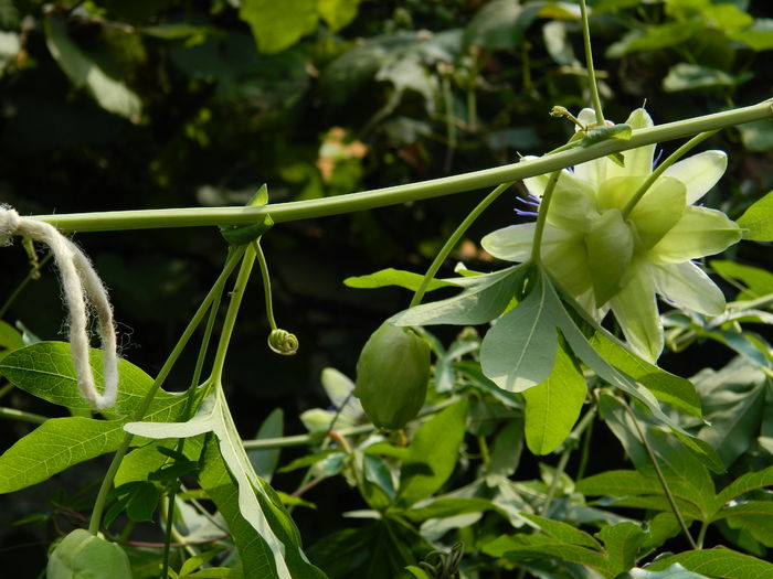 DSCN7609 - AUGUST_2_2014