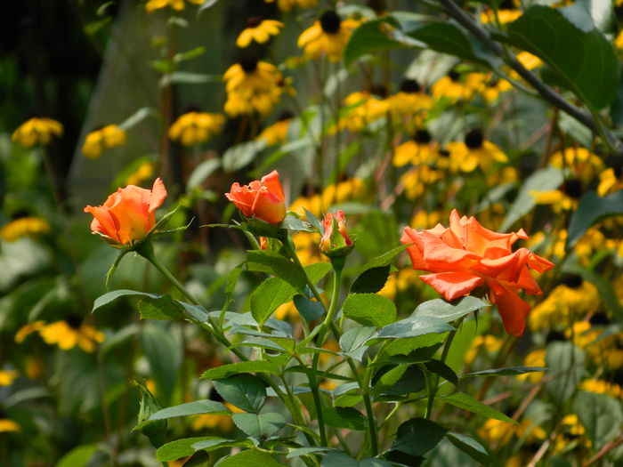 DSCN7610 - AUGUST_2_2014