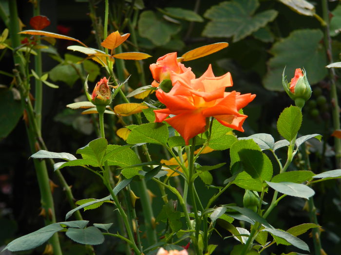 DSCN7614 - AUGUST_2_2014