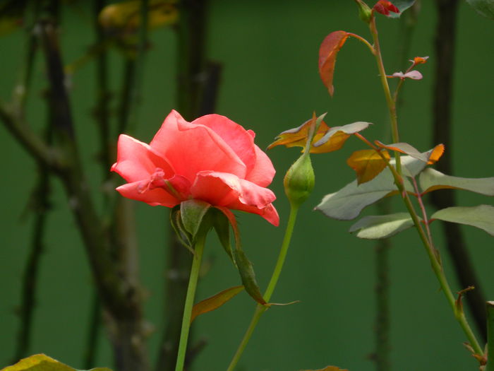 DSCN7616 - AUGUST_2_2014