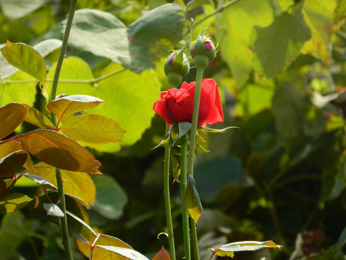 DSCN7617 - AUGUST_2_2014