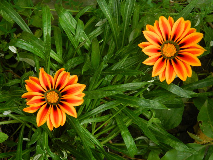 DSCN7618 - AUGUST_2_2014