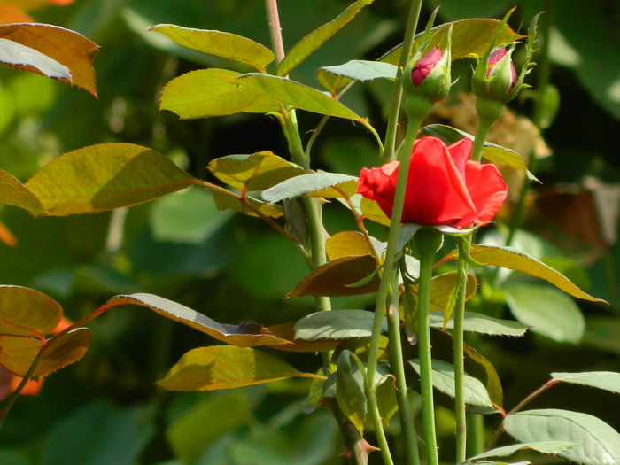 DSCN7625 - AUGUST_2_2014