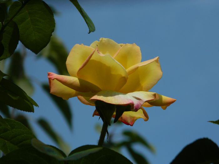 DSCN7629 - AUGUST_2_2014