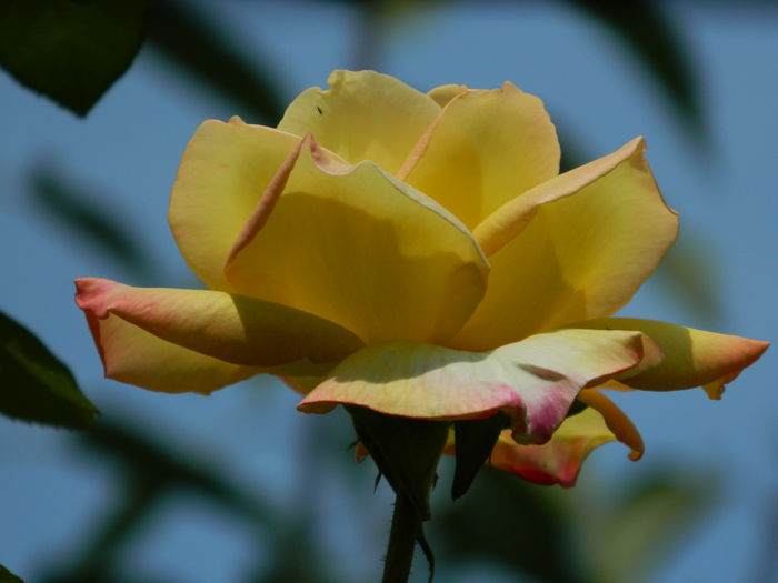 DSCN7633 - AUGUST_2_2014