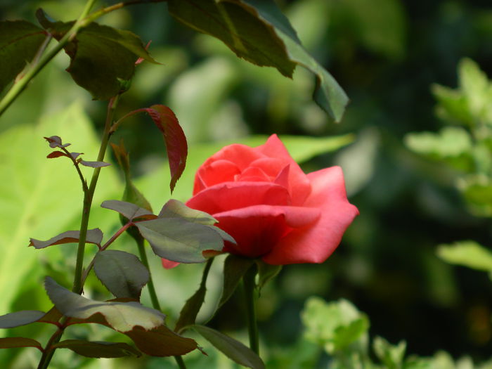 DSCN7634 - AUGUST_2_2014