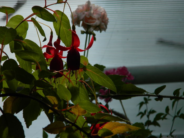 DSCN7638 - AUGUST_2_2014