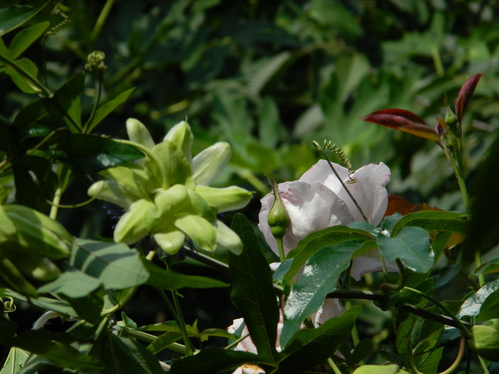 DSCN7639 - AUGUST_2_2014