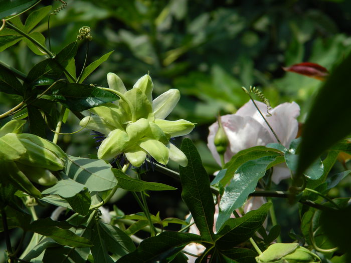 DSCN7640 - AUGUST_2_2014