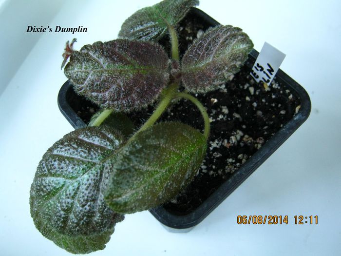 Dixies Dumplin - Episcia_D