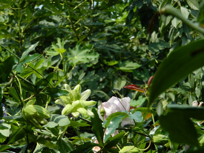 DSCN7641 - AUGUST_2_2014