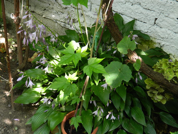 DSCN7647 - AUGUST_2_2014