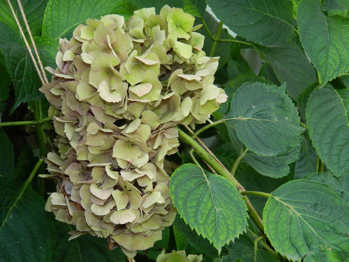 DSCN7651 - AUGUST_2_2014