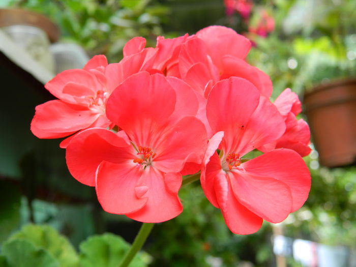 DSCN7654 - AUGUST_2_2014