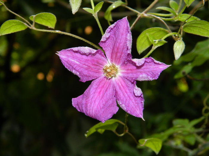 DSCN7660 - AUGUST_2_2014