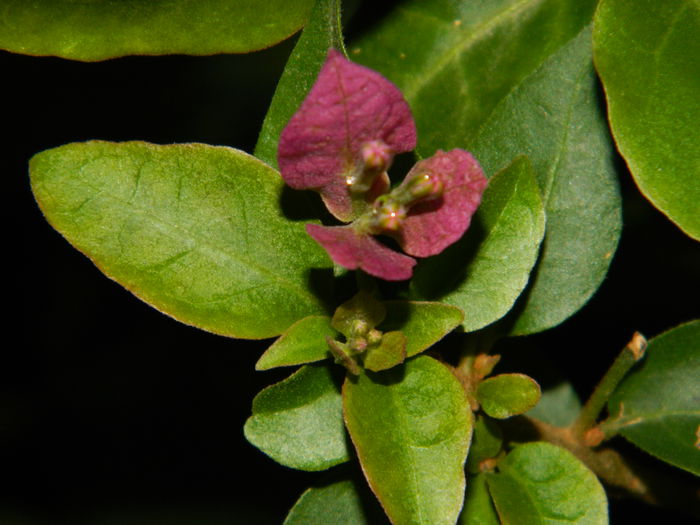 DSCN7670 - AUGUST_2_2014